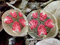 Clathrus archeri-amf241-3